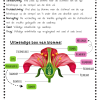 GR.7 NW kwartaal 1 : Geslagtelike voortplanting van Angiosperme